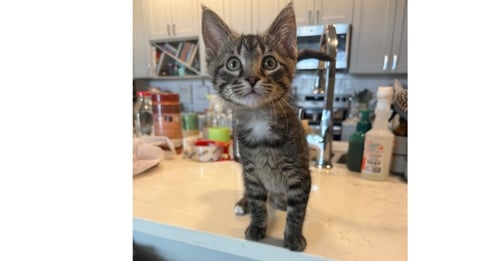 ARTHUR - Domestic Short Hair available for adoption