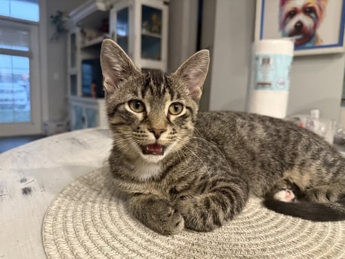 ARTHUR - Domestic Short Hair available for adoption