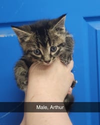 Arthur - Photo 3