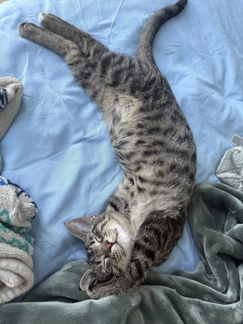 ARTHUR - Domestic Short Hair available for adoption