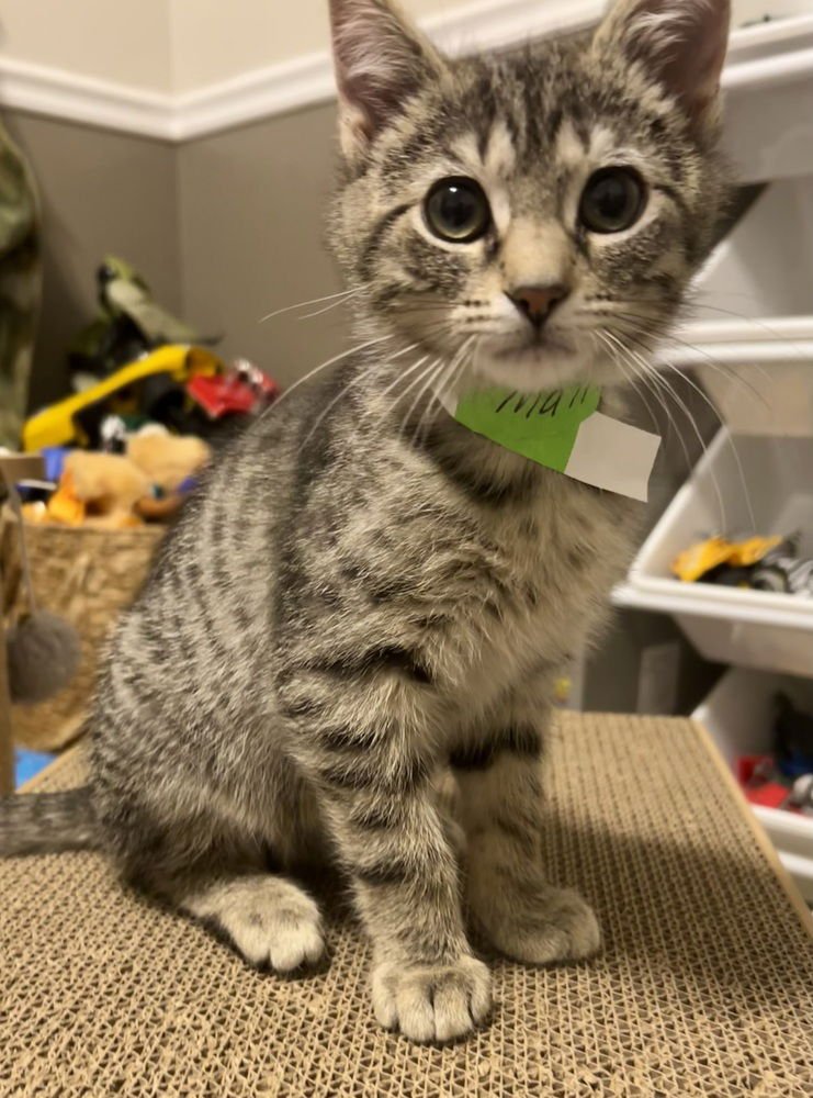 MATEO - Domestic Long Hair available for adoption