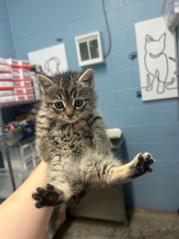 MATEO - Domestic Long Hair available for adoption