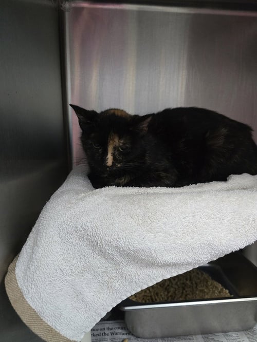 BELK - Domestic Short Hair available for adoption