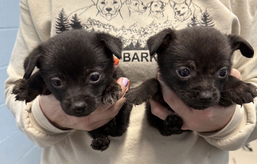 TAYLOR (SCOOTER) - Terrier available for adoption