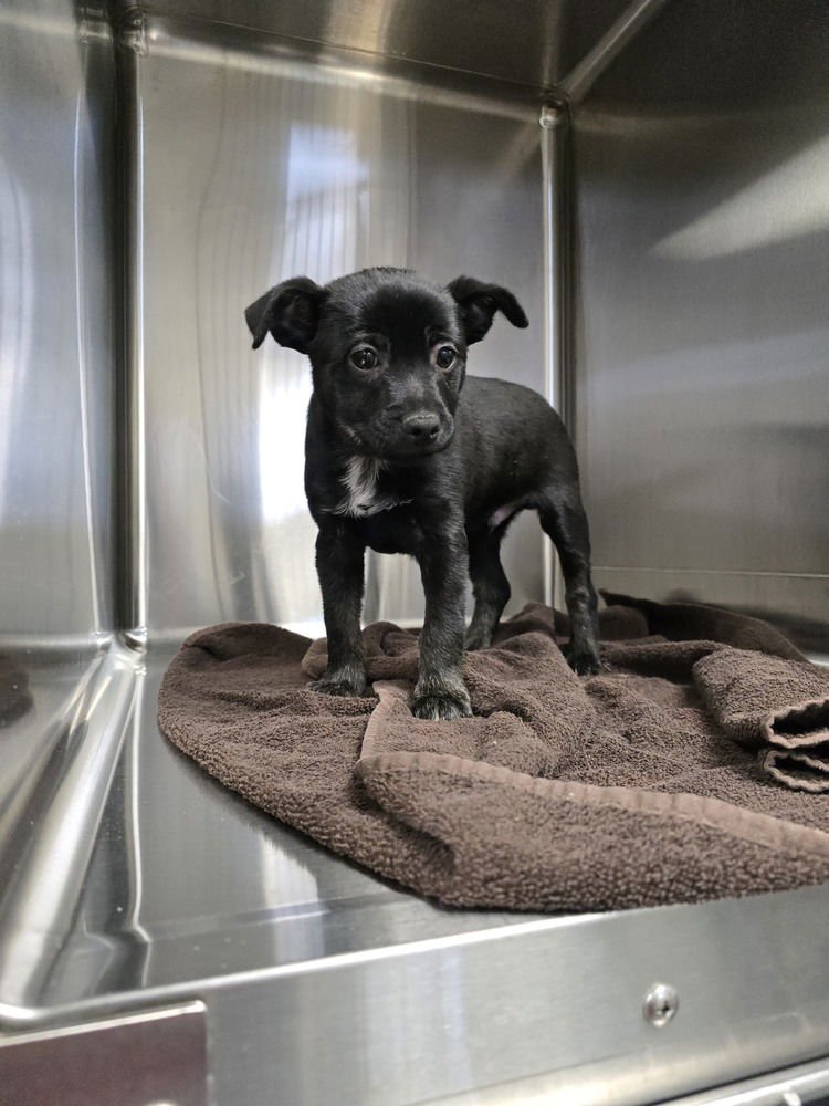 TAYLOR (SCOOTER) - Terrier available for adoption