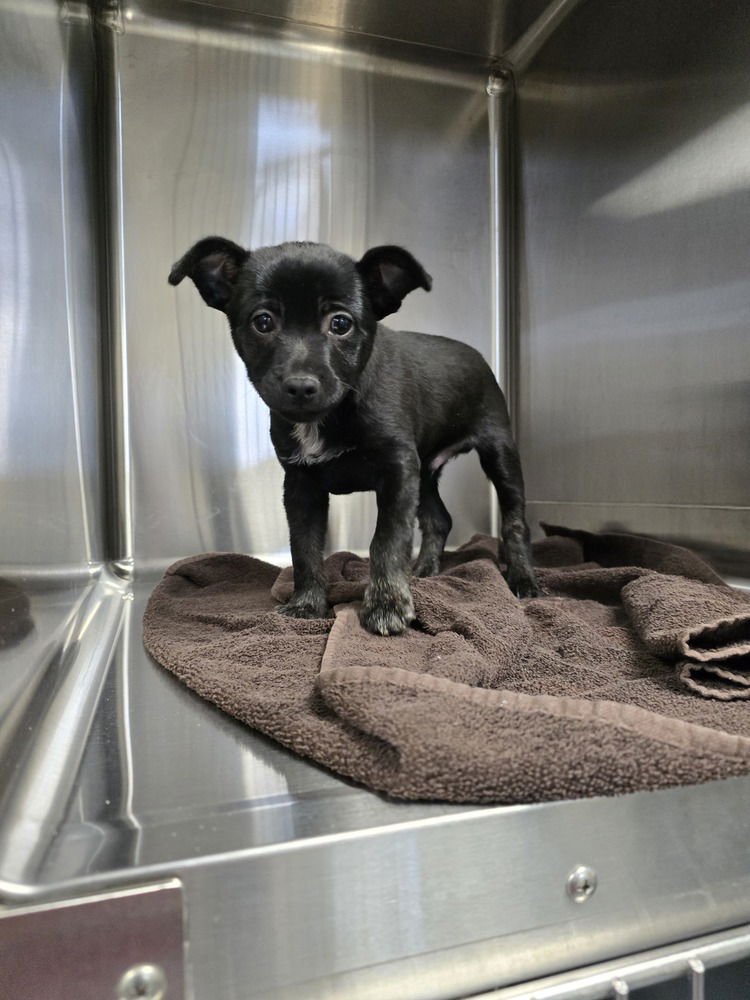 Taylor (Scooter) - Photo 3