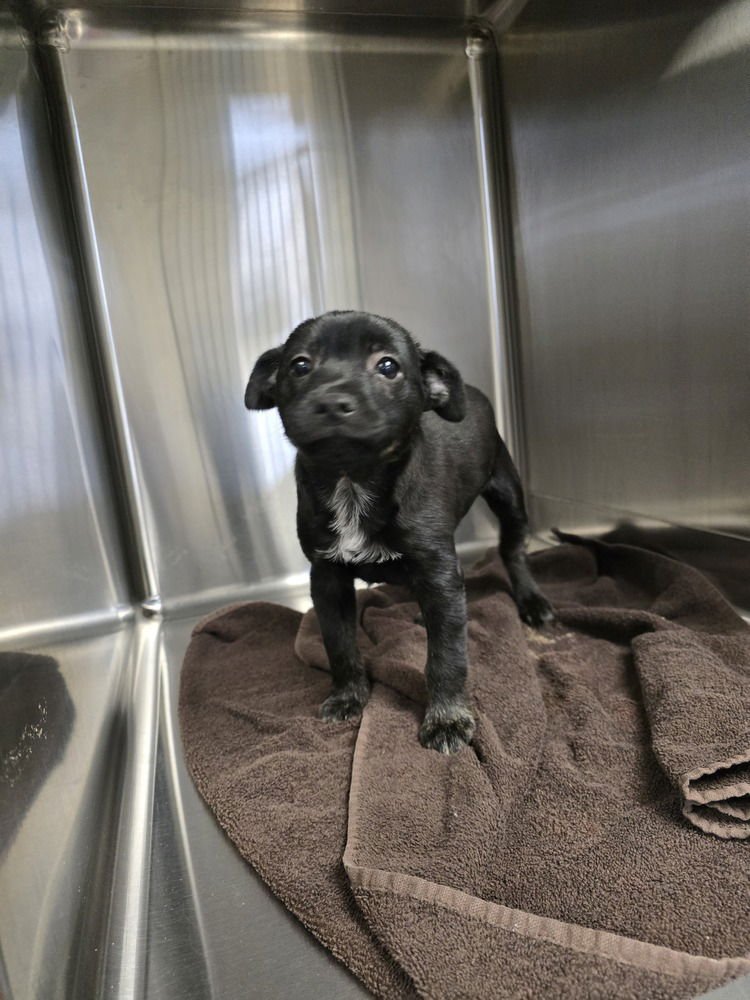 Taylor (Scooter) - Photo 4