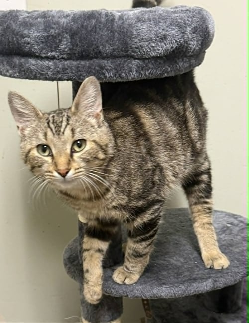 OSITO - Domestic Short Hair available for adoption