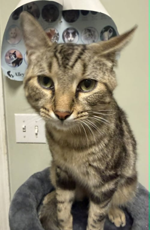 OSITO - Domestic Short Hair available for adoption