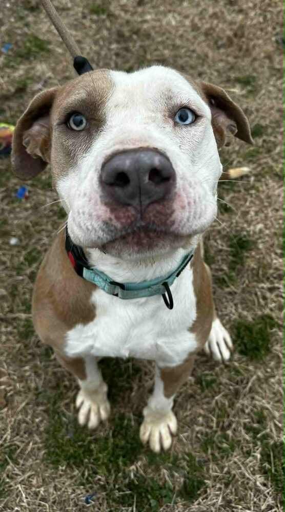 SURAJ - Pit Bull Terrier available for adoption