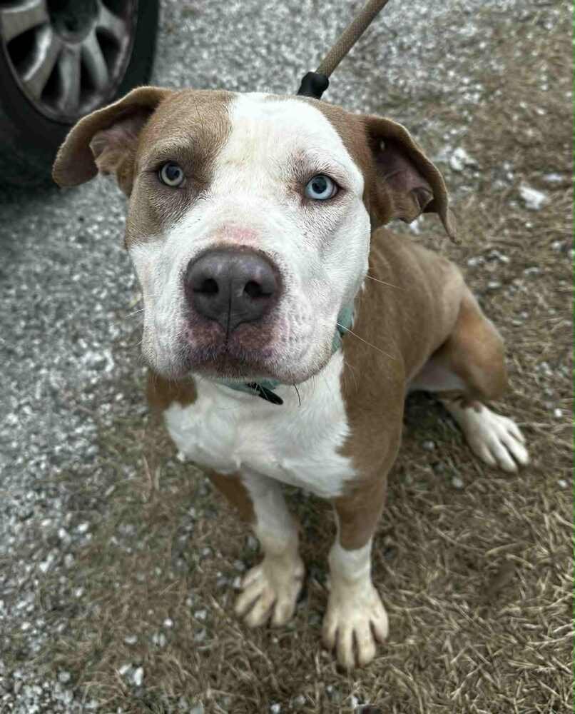 SURAJ - Pit Bull Terrier available for adoption