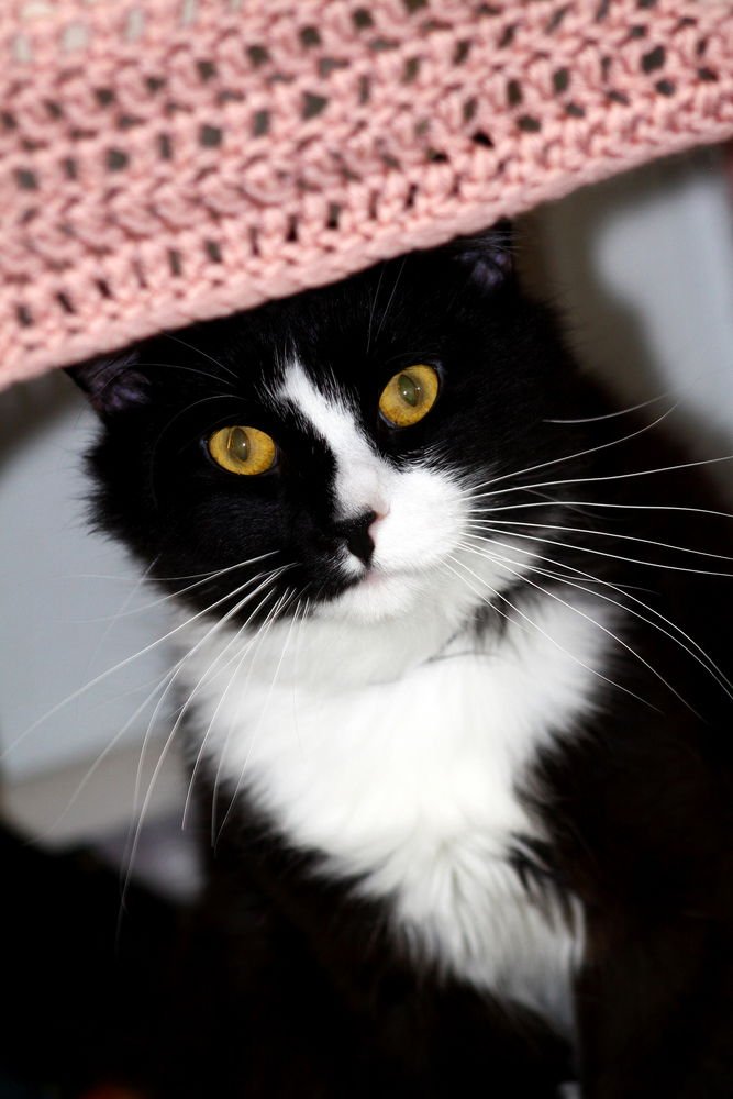 CHUCK BASS - Domestic Medium Hair available for adoption