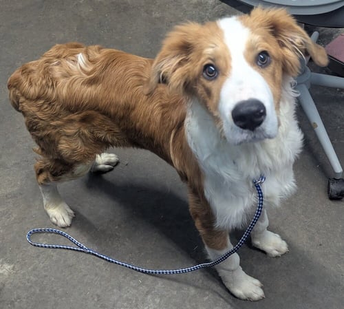 GRAHAM - Australian Shepherd / Collie available for adoption