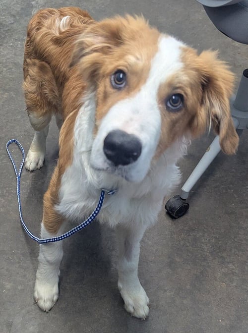 GRAHAM - Australian Shepherd / Collie available for adoption