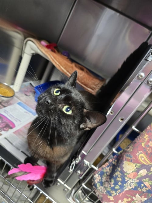 GIZZY - Domestic Short Hair available for adoption