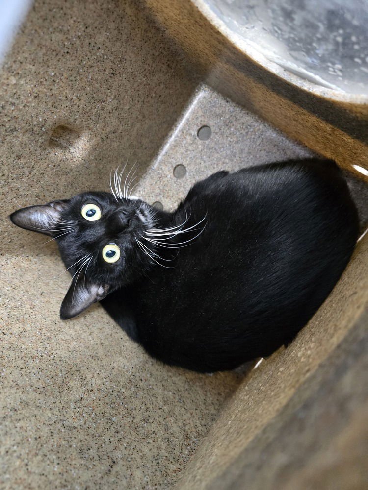 SALLY - Domestic Short Hair available for adoption