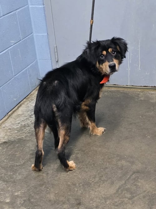 ACORN - Australian Shepherd available for adoption