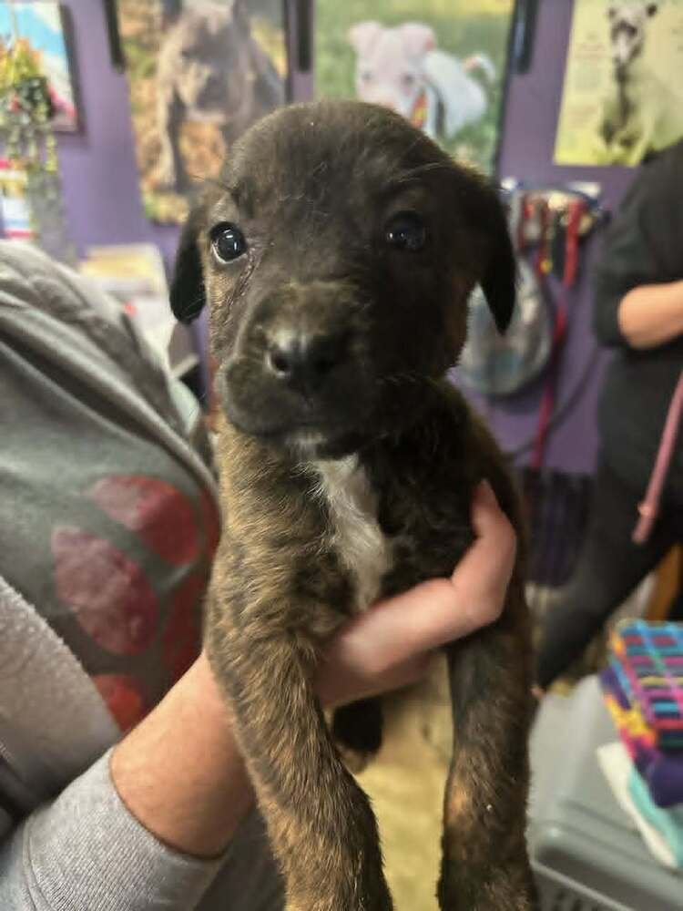 SUNKIST - Terrier available for adoption