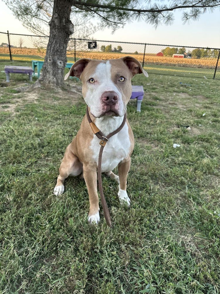 BUDDY - Pit Bull Terrier available for adoption