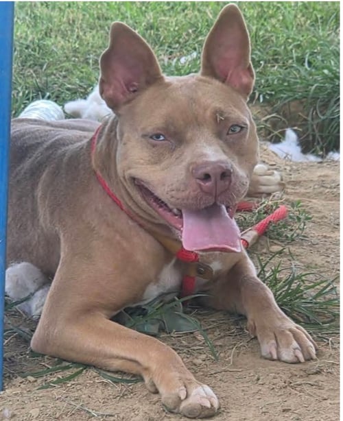 CINDERELLA - Pit Bull Terrier available for adoption