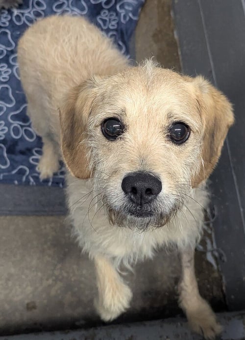 COLTRAN - Terrier available for adoption