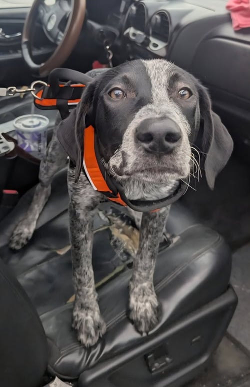 BO-D - Pointer available for adoption