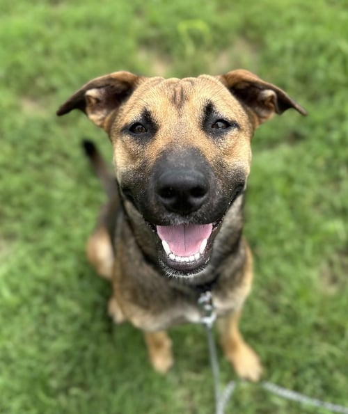 THOR (AVERY) - Labrador Retriever / Shepherd available for adoption