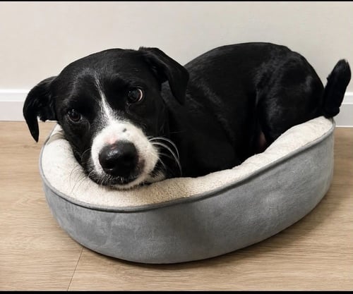 OLLIE - Border Collie / Terrier available for adoption
