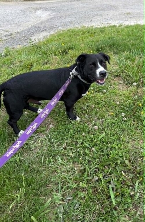 OLLIE - Border Collie / Terrier available for adoption