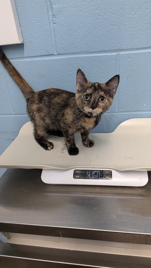 FLAMINGO - Domestic Short Hair available for adoption