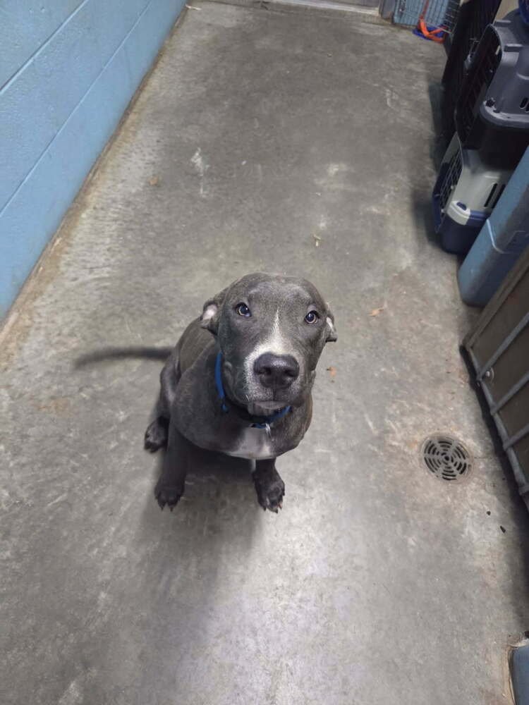 ZAYDEN - Pit Bull Terrier available for adoption