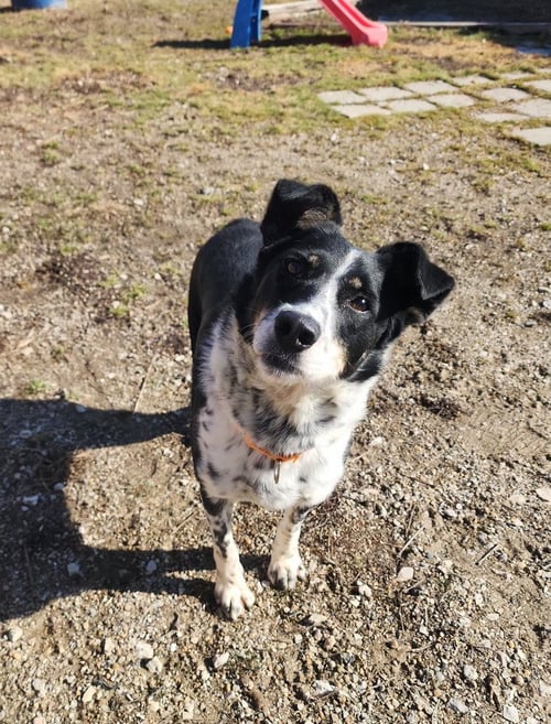 JUNE KY - Australian Terrier available for adoption