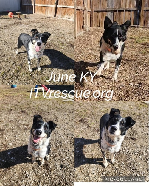 JUNE KY - Australian Terrier available for adoption