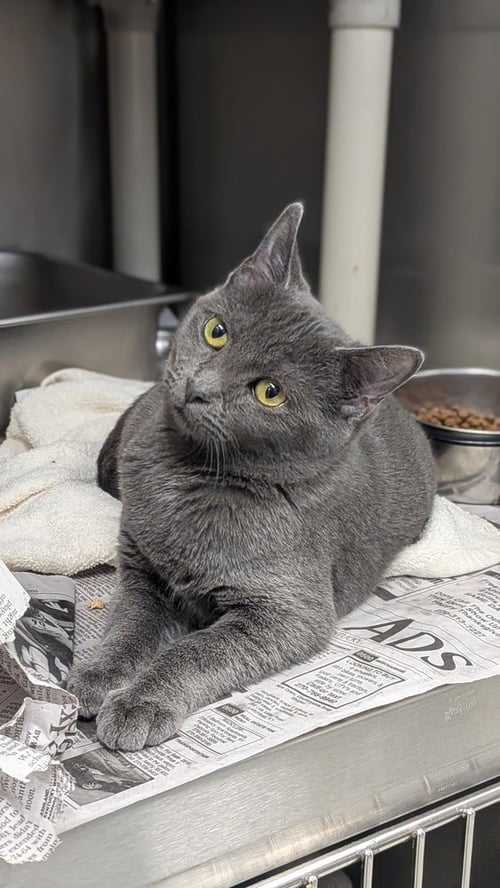 SOKA - Domestic Short Hair available for adoption