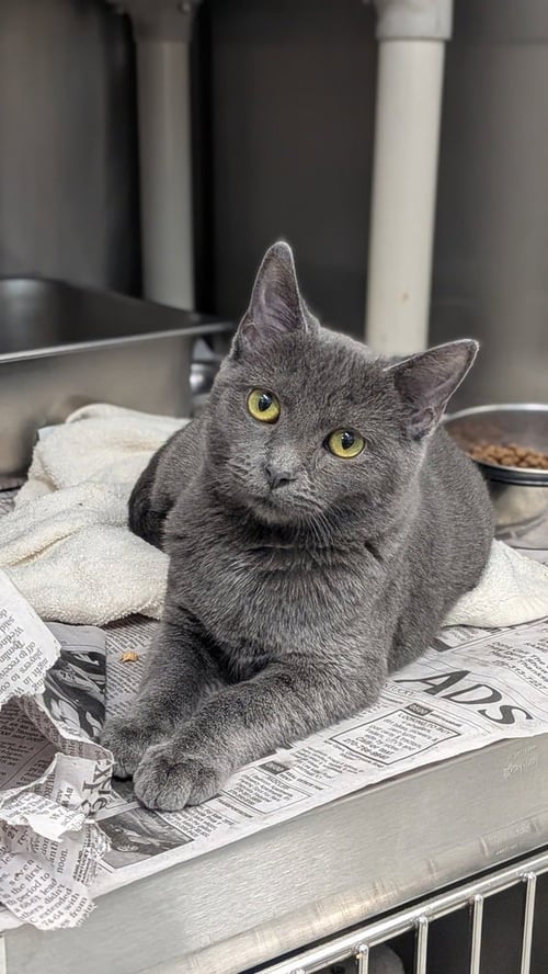 SOKA - Domestic Short Hair available for adoption