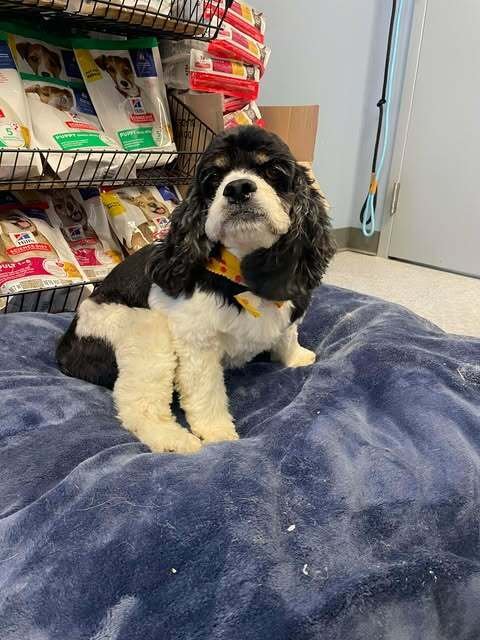 LADY - Cocker Spaniel / Shih Tzu available for adoption
