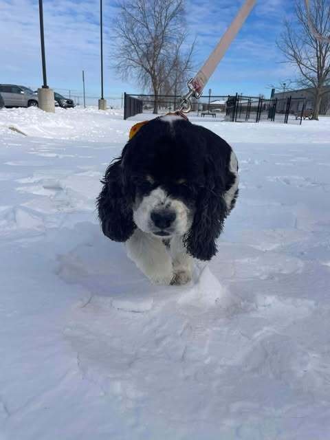 LADY - Cocker Spaniel / Shih Tzu available for adoption