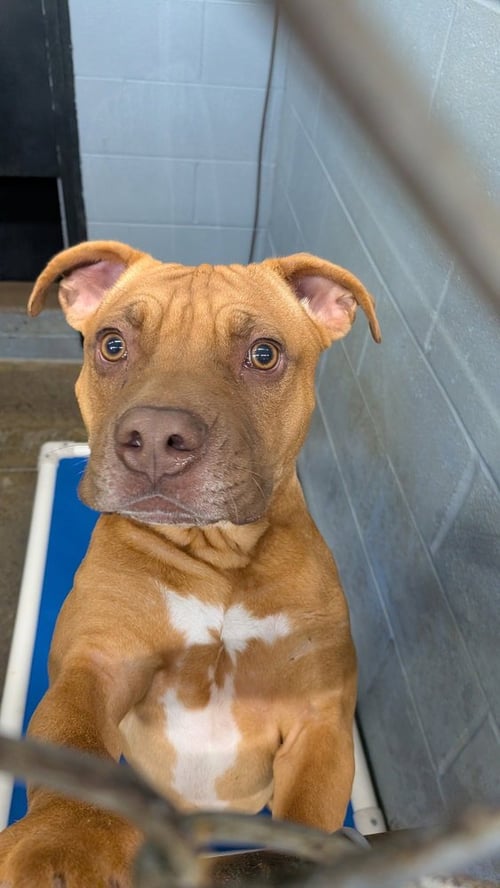 ONNI - Terrier / Shar Pei available for adoption