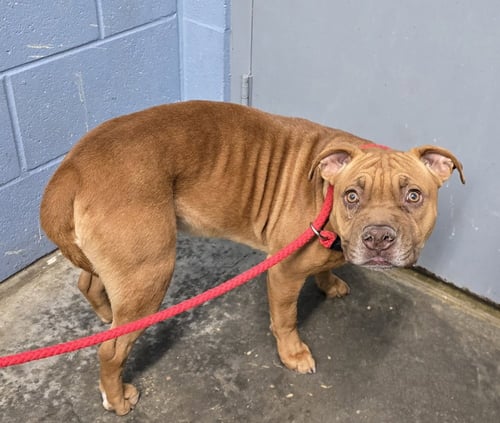 ONNI - Terrier / Shar Pei available for adoption