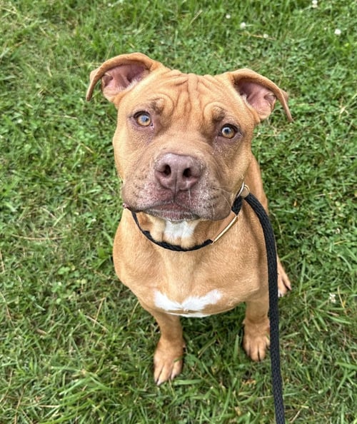 ONNI - Terrier / Shar Pei available for adoption