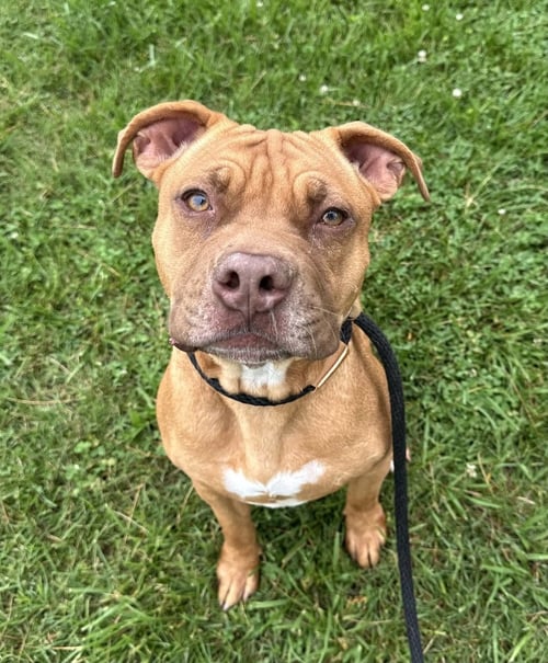 ONNI - Terrier / Shar Pei available for adoption