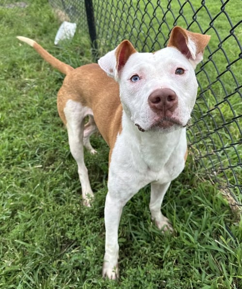 ARLINGTON - Pit Bull Terrier available for adoption