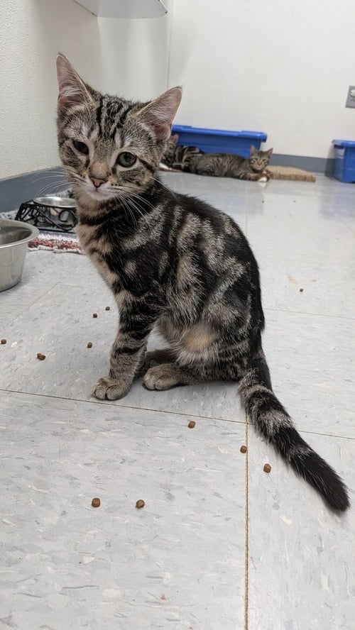 FETA - Domestic Short Hair for adoption in Owensboro