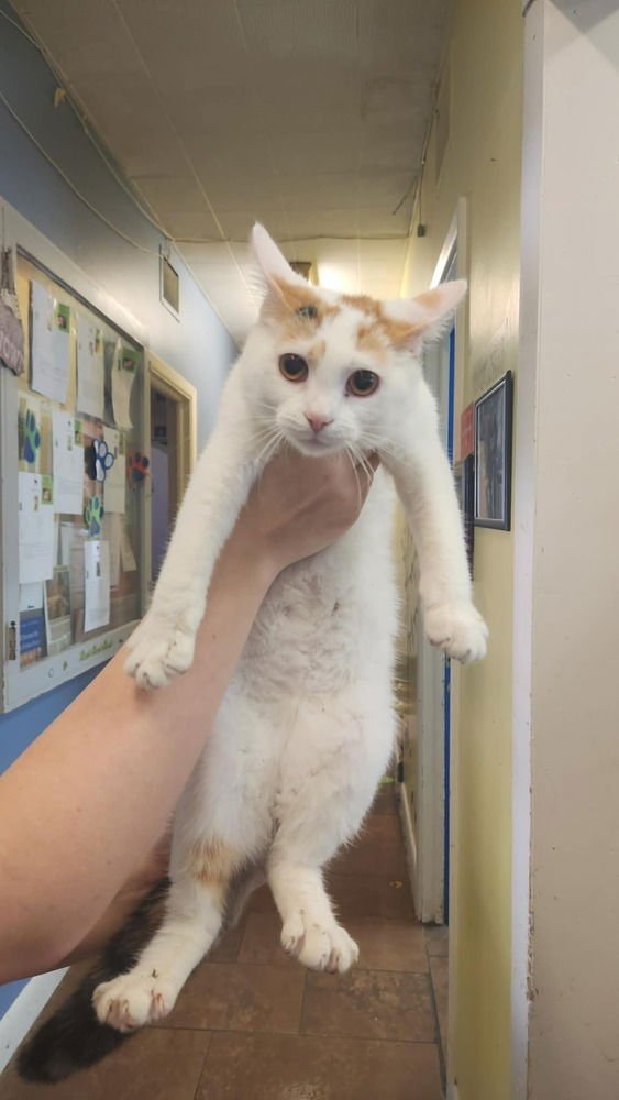 SHY VIOLET - Domestic Short Hair available for adoption