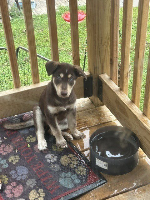 CINNAMON - Husky / Labrador Retriever available for adoption