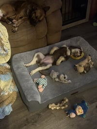 Cinnamon - Photo 3