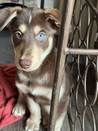 Cinnamon - Photo 1