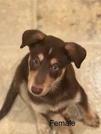 Cinnamon - Photo 4