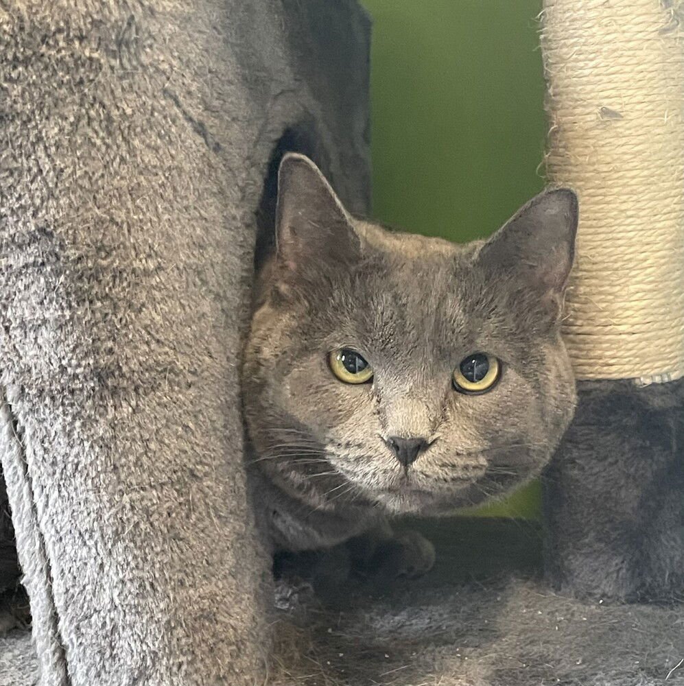 BLITZEN - Russian Blue available for adoption