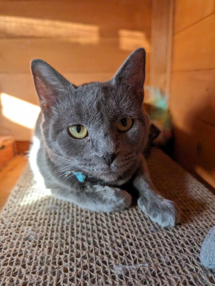 BLITZEN - Russian Blue available for adoption